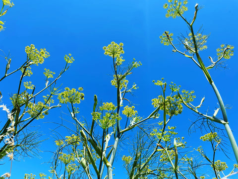 Fennel Pollen in season now