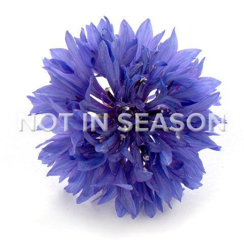 Cornflower Blue