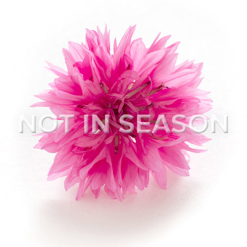 Cornflower Pink