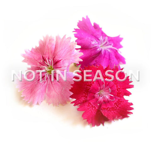 Dianthus Mini Pink