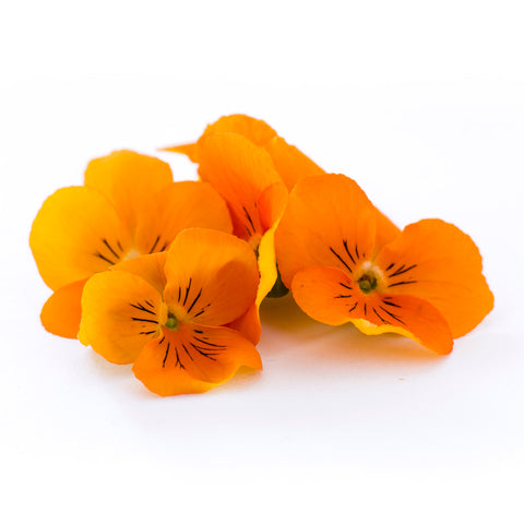 Viola Orange