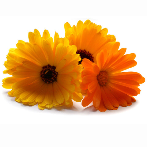 Calendula - Petite Ingredient