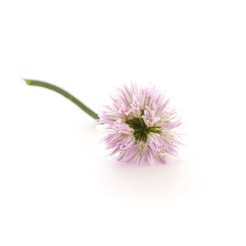 Chive Flower