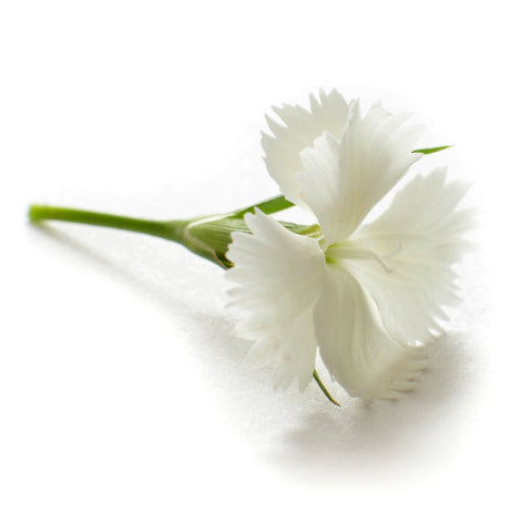 Dianthus Mini White - Petite Ingredient