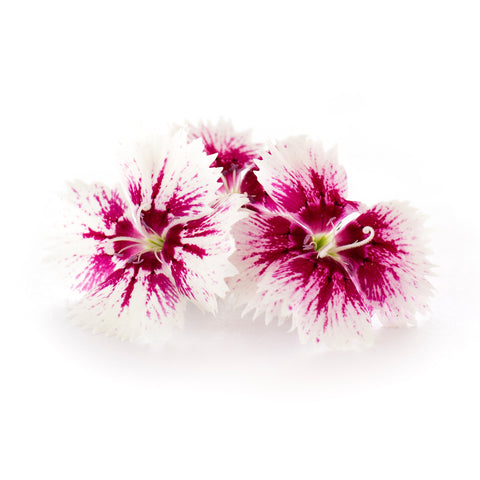 Dianthus Mini White Fire - Petite Ingredient