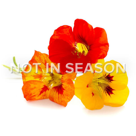 Nasturtium Flower