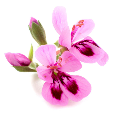 Rose Geranium Flower