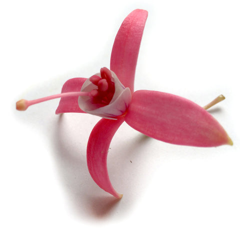 Fuchsia - Petite Ingredient