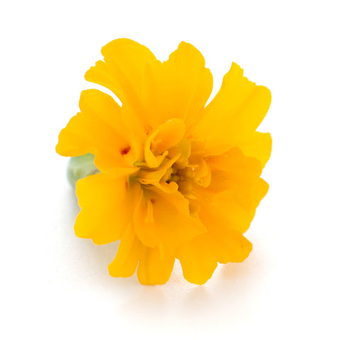 Marigold - Petite Ingredient